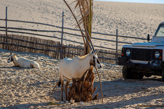 Al Majles Resort Day Pass - Al Majles between the dunes and the Gulf
