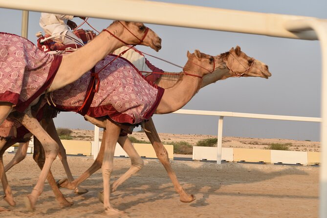 Combo West and North of Qatar Tour - Guides, transport, and the pace of the day