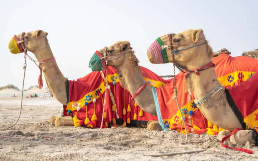 Desert Safari, Dunes Ride, Sand Boarding & Inland Sea Tour - What to bring and who should skip it