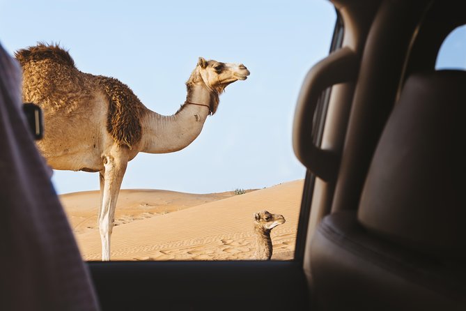 Desert Safari – Morning, Afternoon, Sunrise & Sunset Options - Leaving Doha for the Sealine dunes