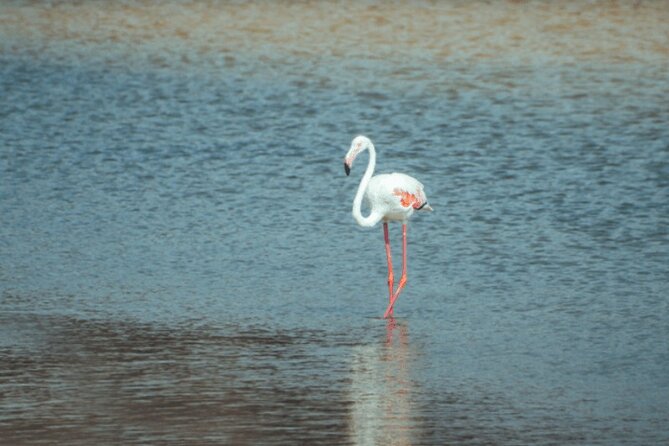Discover Qatar’s Hidden Gems: North & West Coast Private Tour - Purple Island, mangroves, and old dye production