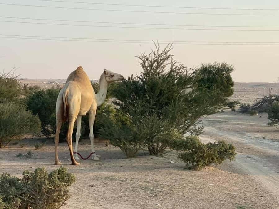 Doha Activities: Desert Safari, Dune Bashing & Inland Sea - What the $70 price really covers