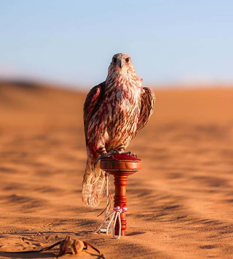 Doha : Arabian Horse Ride Experience With Pickup & Drop Off - Morning or late afternoon: choosing the better time