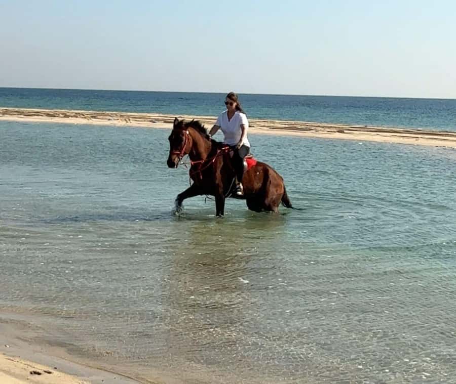 Doha: Arabian Horse Riding Experience –Sea or Desert Options - Choosing between Qatar’s coast and desert