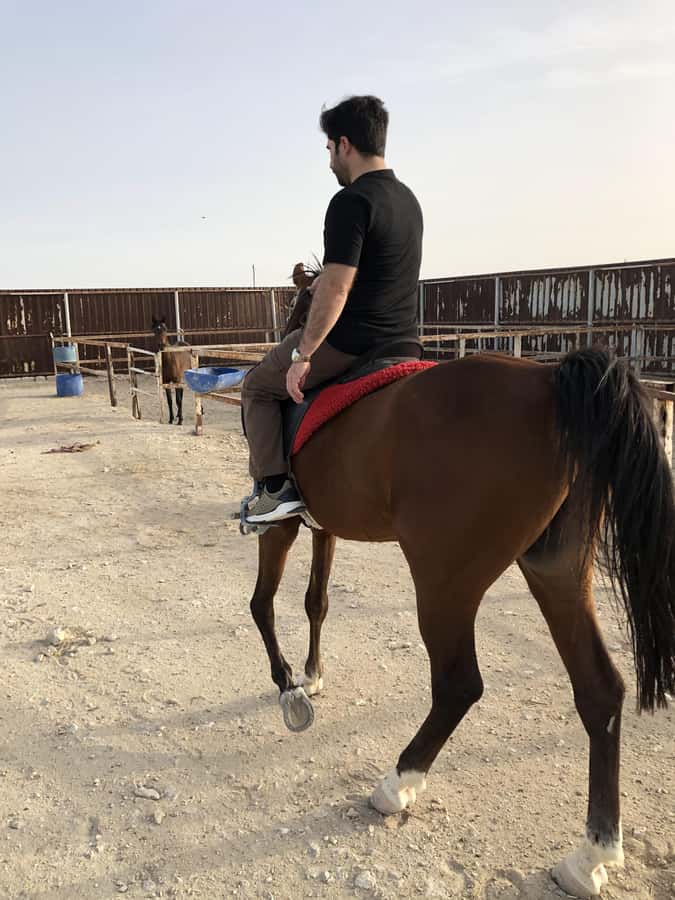 Doha: Arabian Horse Riding Experience –Sea or Desert Options - The 60-minute sea-side ride