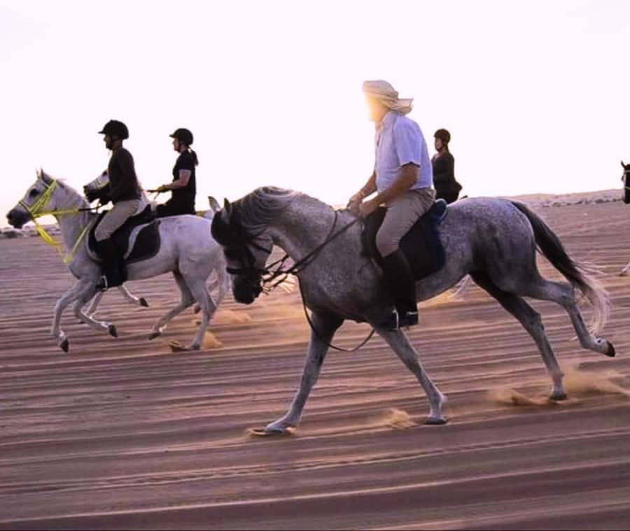 Doha: Arabian Horse Riding Experience –Sea or Desert Options - Who will enjoy this experience most