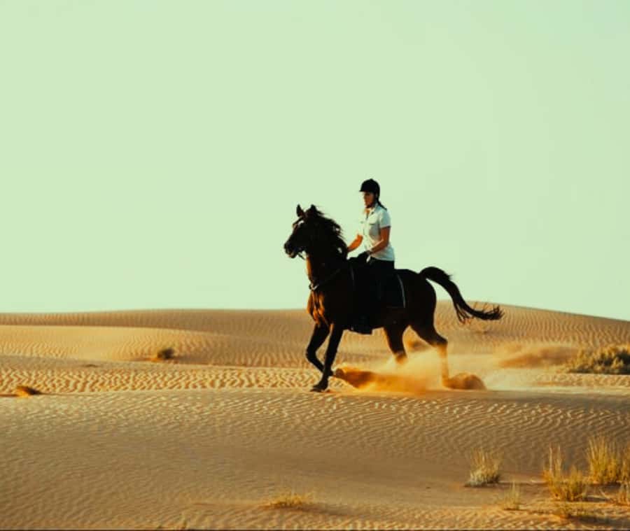 Doha: Arabian Horse Riding Experience –Sea or Desert Options - Should you book the Arabian horse ride?