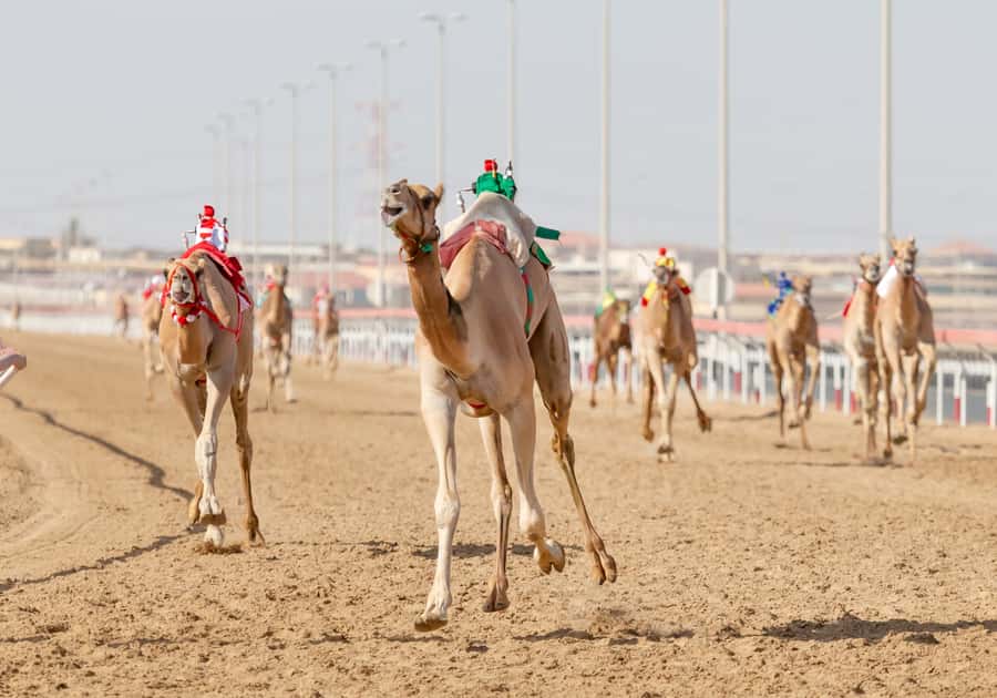 Doha Camel Race Track & Richard Serra Desert Sculpture Tour - Key points at a glance