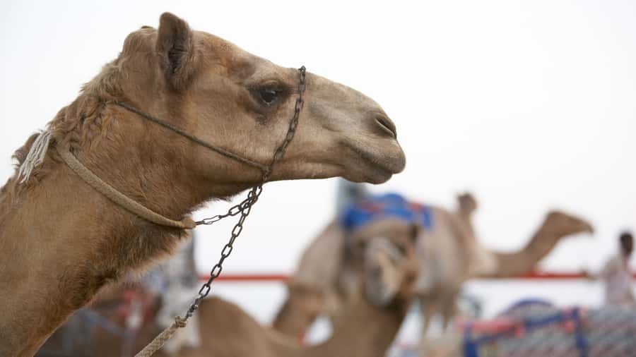 Doha Camel Race Track & Richard Serra Desert Sculpture Tour - Richard Serra’s East-West/West-East