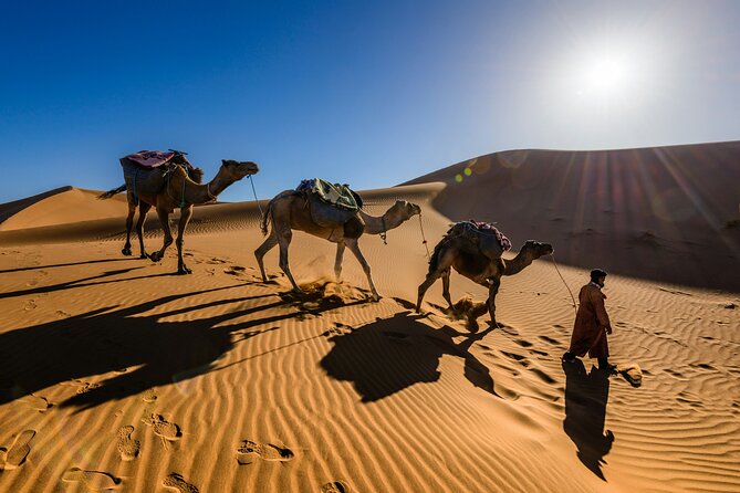 Doha Desert Excursion Dune Bashing Sandboarding Camel Ride - The guides and the human side of the trip