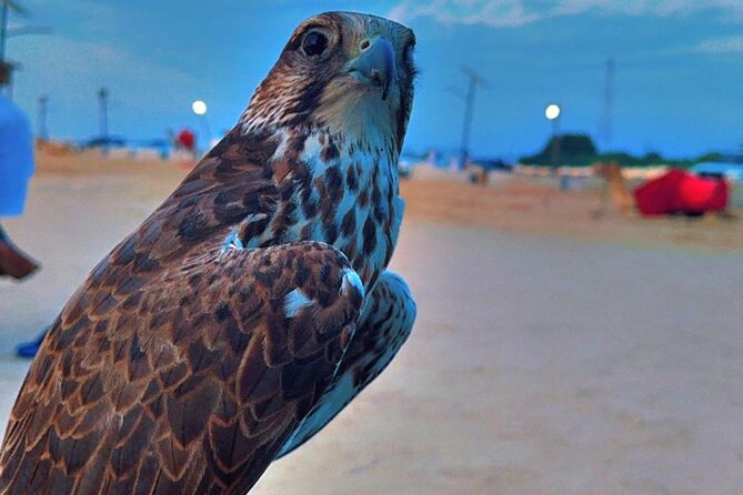 Doha Desert Safari Dune Bashing Camel Ride - Sunset, sunrise, and the best time to go