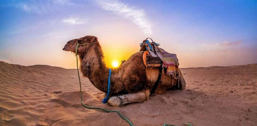 Doha: Desert Safari with Camel Ride Family Friendly Tour - Why families rate this outing so highly