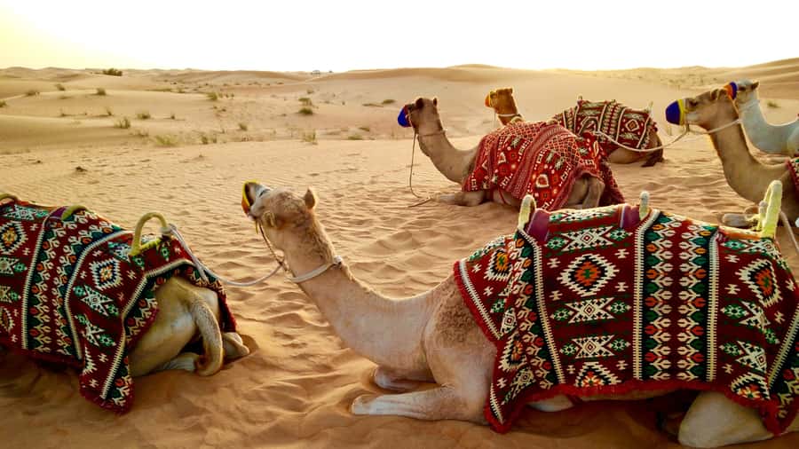 Doha: Dune Bashing Safari, Falcon, Camel, ATV, Sandboarding - Khor Al Adaid, where desert meets the Inland Sea