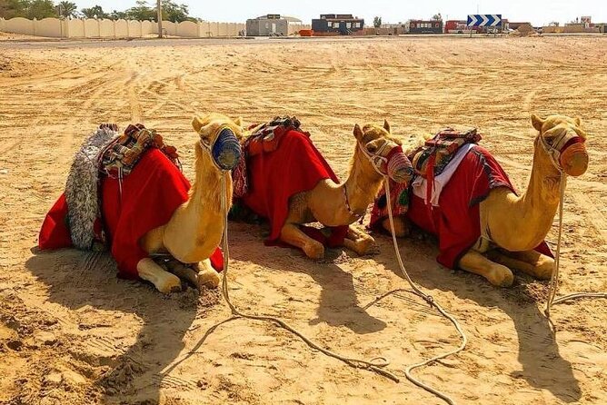 Doha Layover Desert Safari, Camel Ride, Sand Boarding, Inland Sea - Why the Inland Sea makes this Doha tour special