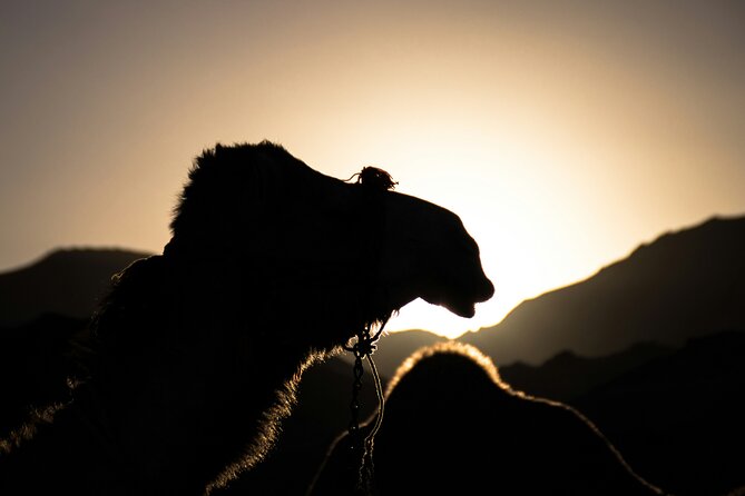 Doha Night Desert Safari Adventure - Key points to know before you book