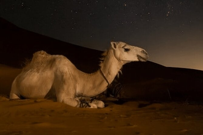 Doha Night Desert Safari Camel Ride Dune Bashing with Transfer - The Inland Sea at night