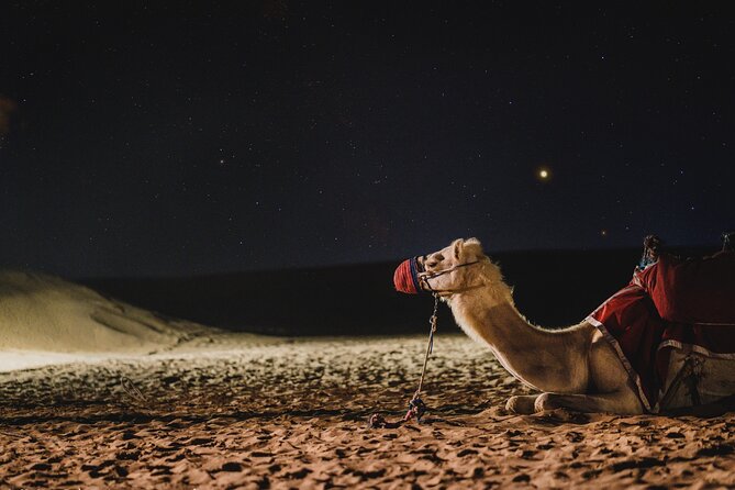 Doha : Night Desert Safari | Transit Safari | Camel ride | Dune Bashing - From Doha streets to the open desert