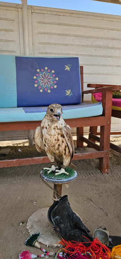 Doha:Private Desert Safari, Falcon, Sandboarding,inland sea - Choosing your guide and getting the best outing