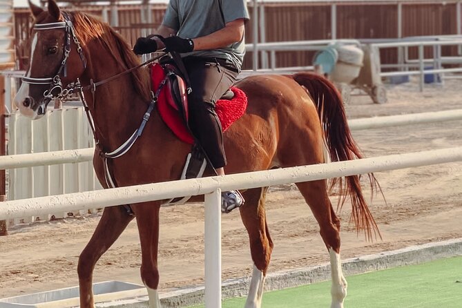 Doha-Private Half Day Safari with Horse Ride/Camel Ride/sandboard - Leaving Doha for the dunes at Mesaieed