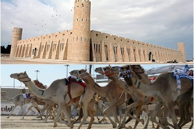 Doha, Qatar: Came Racing Track, Oryx & Sheikh Faisal Museum Tour. - The Equestrian Club and royal horses
