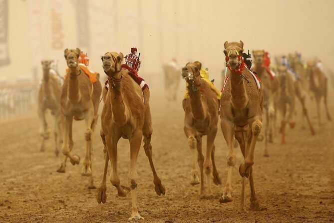 Doha Qatar Camel Race Track visit| West Coast Natural Attractions - Why Al Shahaniya is the heart of the outing