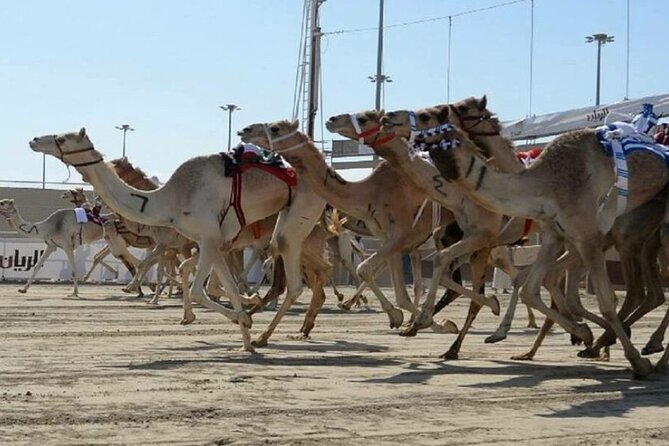 Doha Qatar Camel Race Track visit| West Coast Natural Attractions - What the private format changes