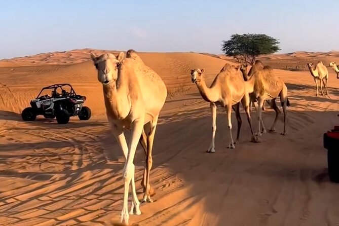 Doha, Qatar: Desert Safari, Inland sea and Camel Ride Adventure. - A fast escape from Doha into Qatar’s dunes