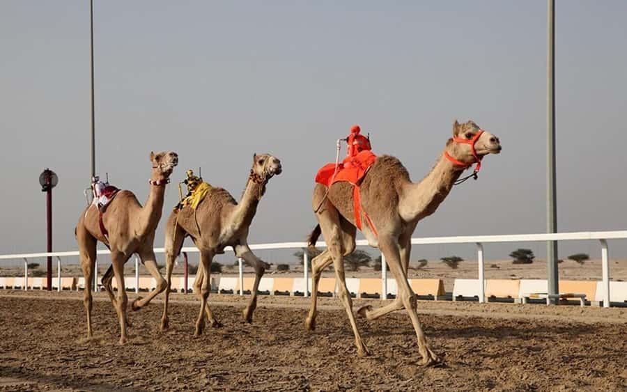 Doha: Richard Serra Sculpture,Mushroom Hill,Camel Race Track - Richard Serra’s four steel plates in the Brouq reserve