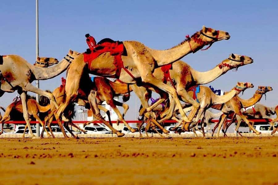 Doha: Richard Serra Sculpture, Zekreet and West Coast Tour - Al Shahaniya Camel Racetrack and Qatar’s racing culture