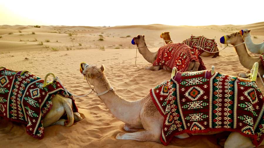 Doha:Safari Tour with Lunch/Dinner in Desert by the Sea Side - Key points to know before booking