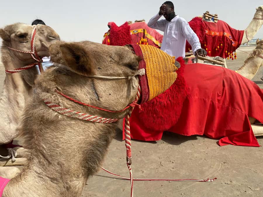 Doha: Sunset desert tour with Camel Ride, Inland Sea & Tea - Khor Al Adeid, where the dunes meet the sea