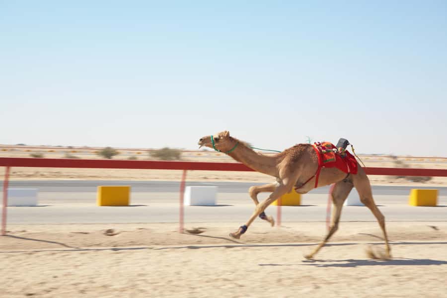 Doha : West Of Qatar Tour With Pickup & Drop-Off - The camel track and a tradition with strict timing