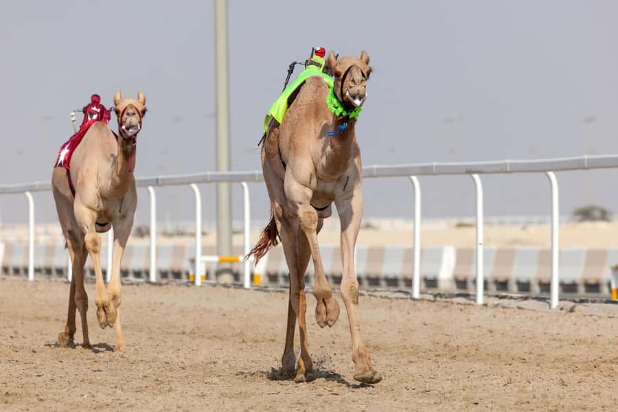 Doha : West Of Qatar Tour With Pickup & Drop-Off - What the four-hour schedule is really like