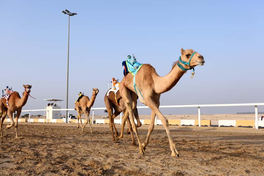 Doha : West Of Qatar Tour With Pickup & Drop-Off - Timing, weather, and what to bring