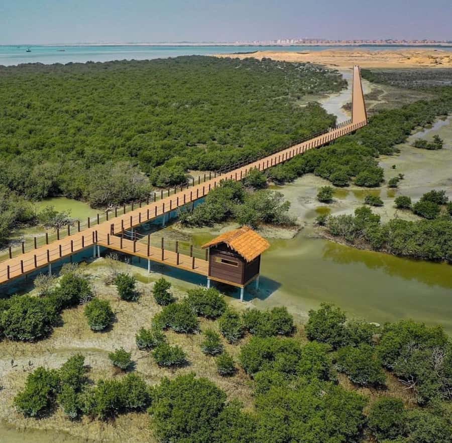 Doha: Zubara UNESCO Site, Mangroves & Jumail Village - The drive north from Doha