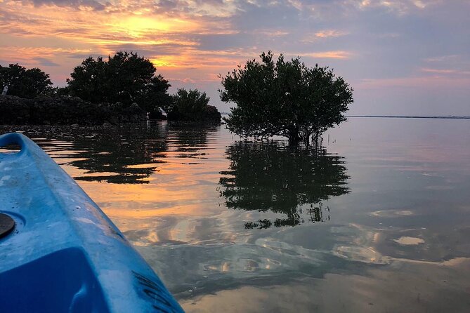 Eco Kayaking Adventure – Mangrove Exploration at Purple Island - Why the Al Thakira mangroves are worth your morning