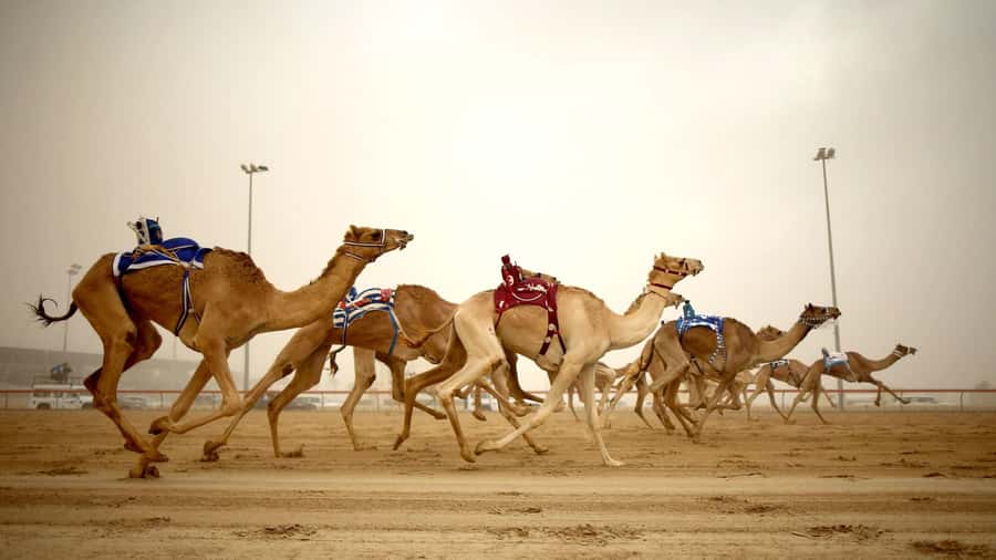Explore Qatar’s Past: North & West Full-Day Heritage Tour - Key points to know before booking