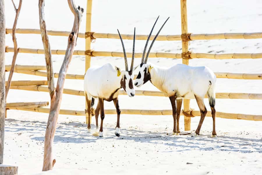 From Doha: 8-hour Safari Tour with Desert Beach Experience - Who will enjoy this Qatar safari most?