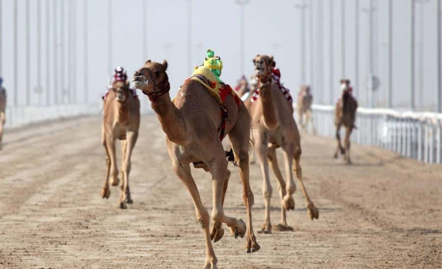 From Doha: Private West Coast and Camel Race Track Tour - Starting from Doha in a private vehicle