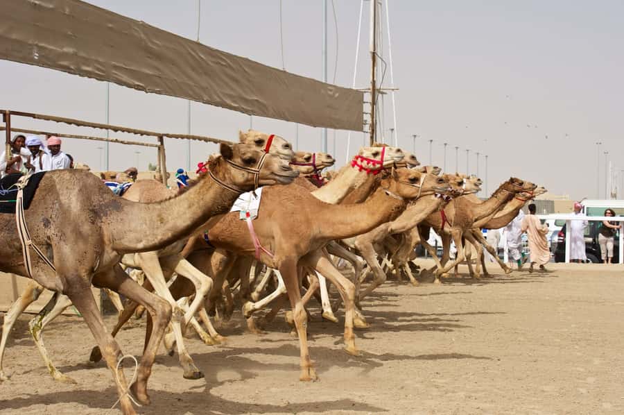 From Doha: Private West Coast and Camel Race Track Tour - Al Shahaniya Camel Racetrack