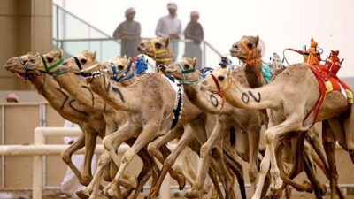 Private West Coast and Camel Race Track Tour