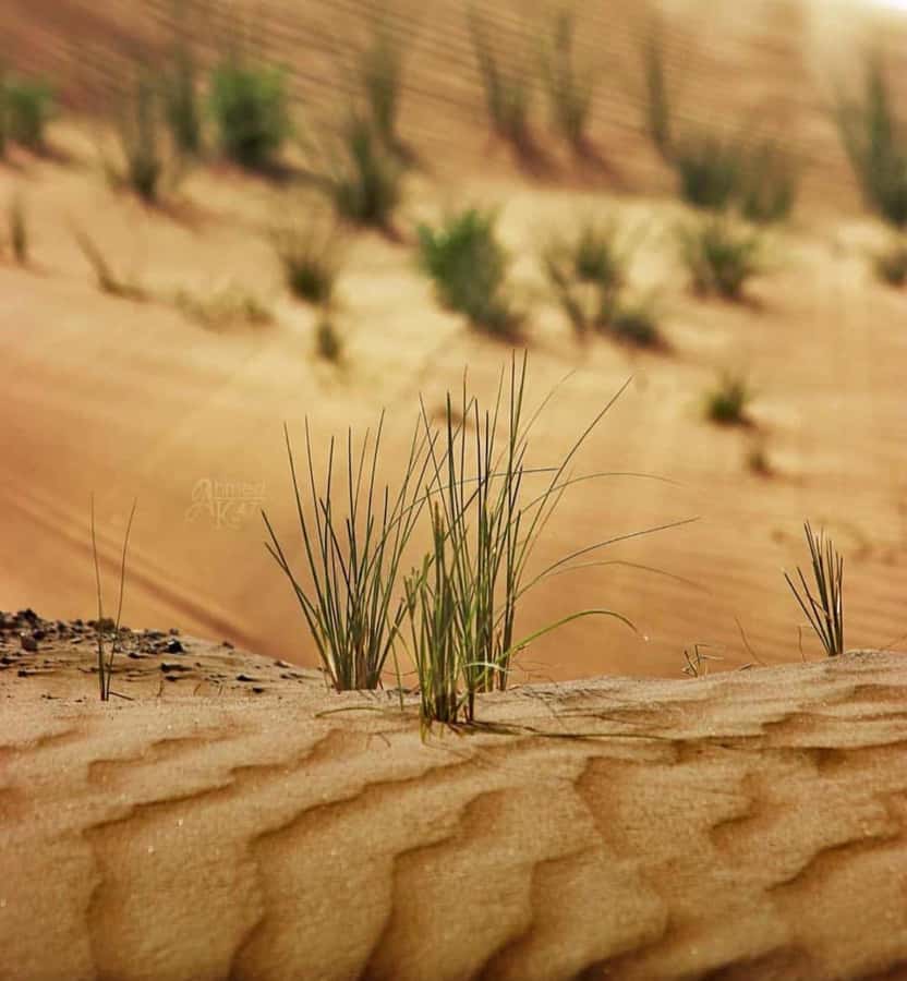 From Doha: Sunrise or Sunset Safari with Sand Boarding - How the four hours are divided