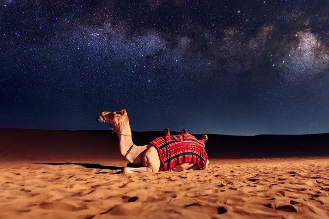 Half Day Night and Morning Desert Safari Camel and Sand Boarding - Sealine Beach: camels, tea, and desert preparation