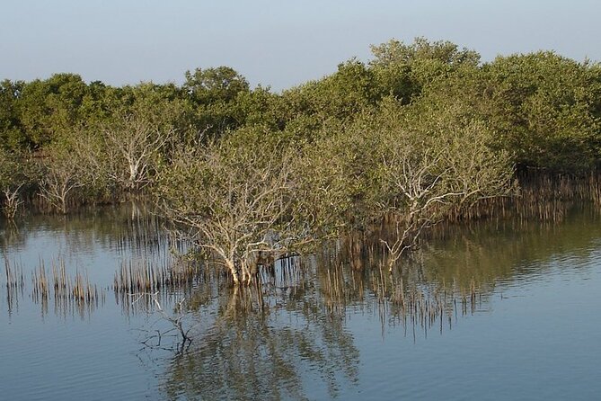 Half-Day North Qatar Tour - Booking, timing, and cancellation details