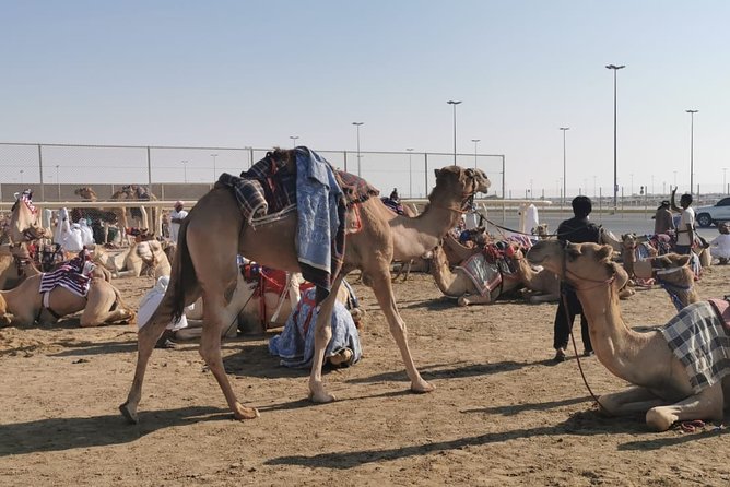Half-Day Private Guided Camel Race Tour in Qatar - Key points to know before you book