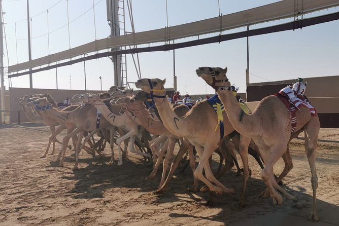 Half-Day Private Guided Camel Race Tour in Qatar - Why Al Shahaniya makes a better cultural outing than a standard desert ride