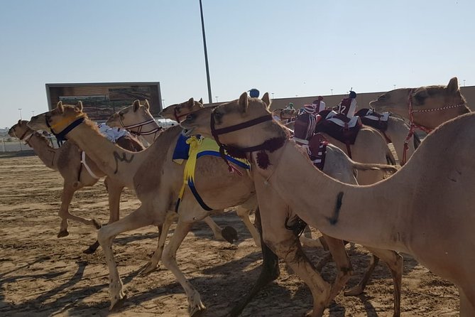Half-Day Private Guided Camel Race Tour in Qatar - The 6am or 10am start changes the feel of the morning