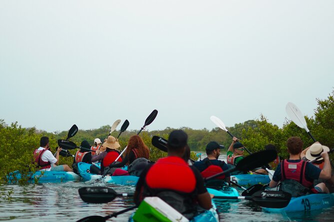 Kayak Through the Mangroves to the Purple Island - Reaching Al Thakhira Mangroves from Doha