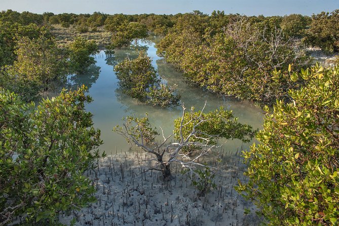 North Qatar Half-Day Tour: Al Zubarah, Purple Island & Mangroves - What the guide adds to the day