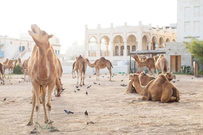 Private Doha Guided City Tour To All Main Attractions - What $45 per person really buys you